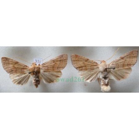 Agrochola helvola (Linnaeus, 1758) pair Źrenicówka czerwienica Czech31j